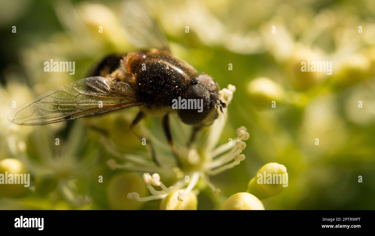 Fly catfish on a flower collecting nectar. Macro shot of an insect Stock  Photo - Alamy