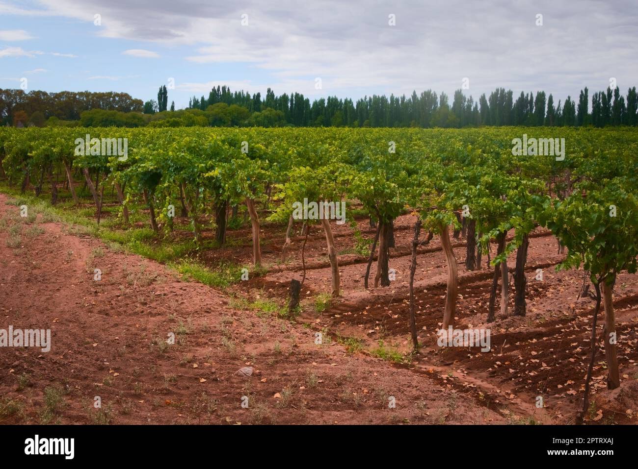 Grapevine rows at a vineyard estate in Mendoza, Argentina. Wine industry, agriculture background. Stock Photo