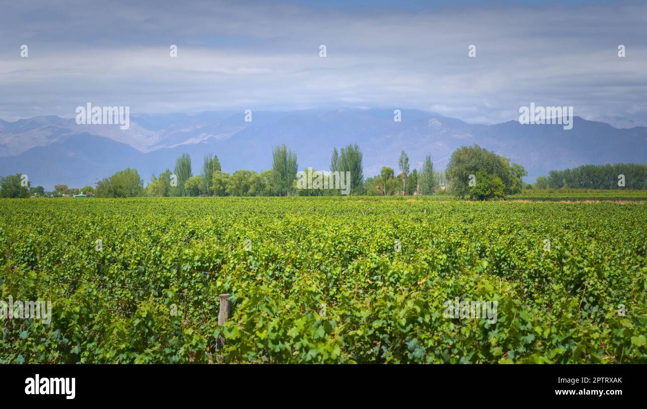 Grapevine rows at a vineyard estate in Mendoza, Argentina, with Andes Mountains in the background. Wine industry, agriculture background. Stock Photo