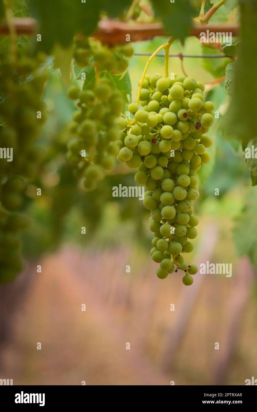 Green, unripe grapes hanging from the vine at a vineyard estate in Mendoza, Argentina. Agriculture, wine industry background. Stock Photo