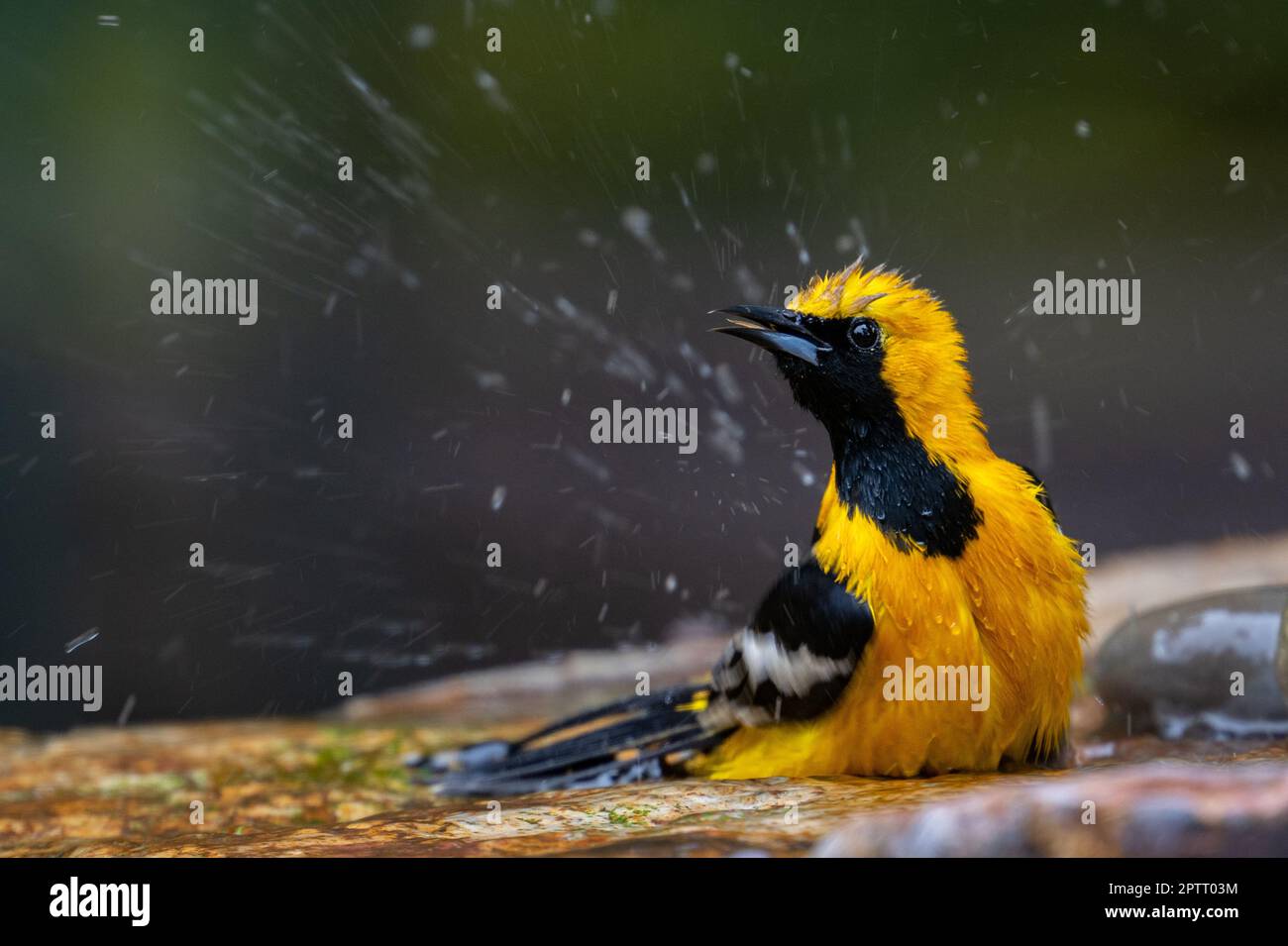 Hooded-Oriole-Male.jpg?1338075979