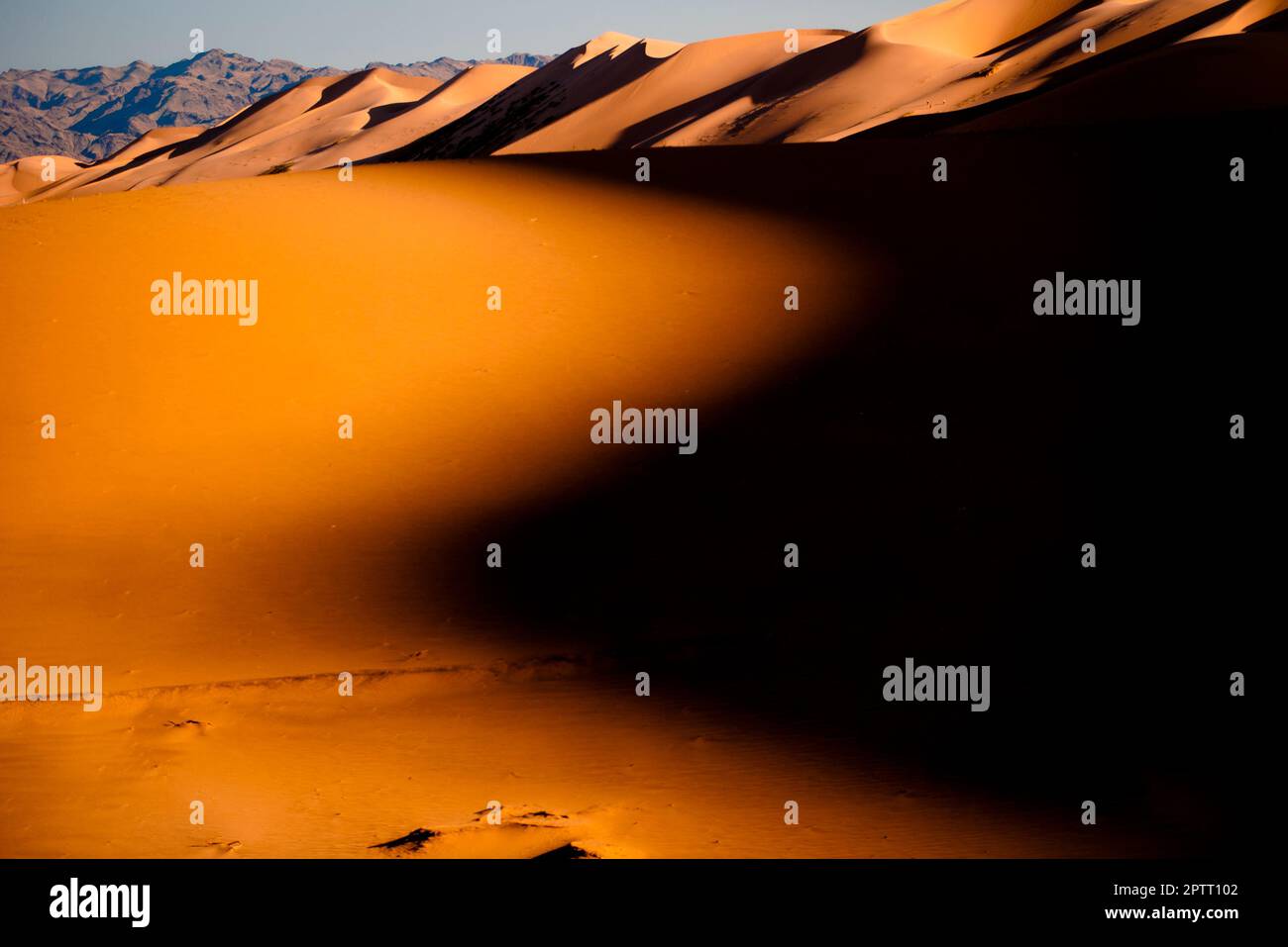 In the evening light of the sun orange glowing curved sand dunes with ...