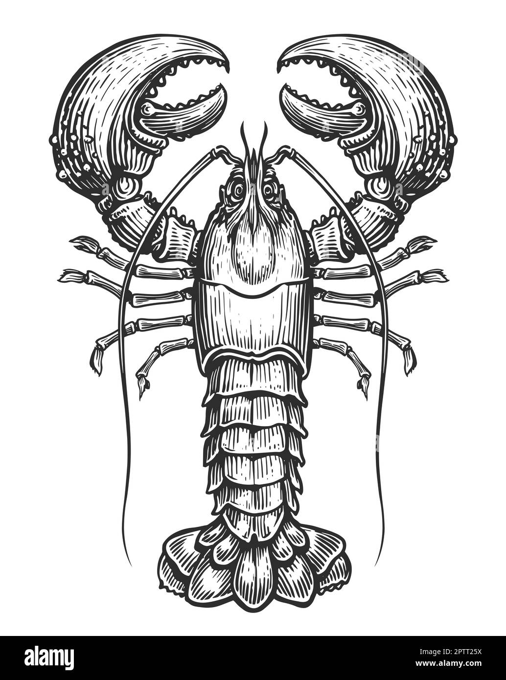 Pincer claw crustacean Black and White Stock Photos & Images Alamy