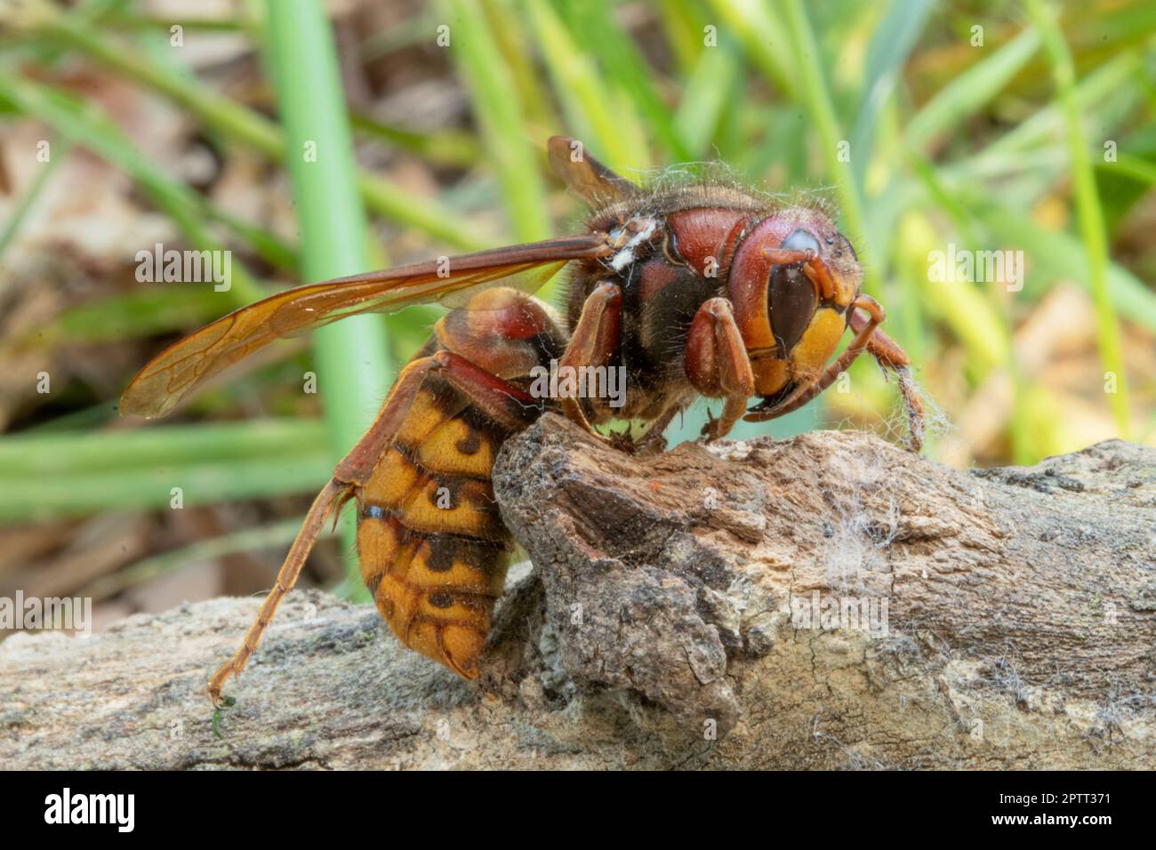 Giant hornet insect Stock Photo