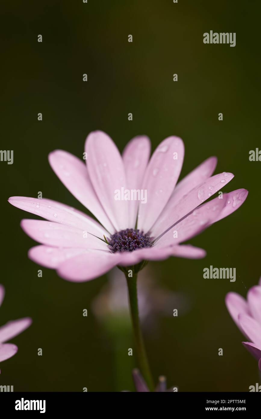 Daisy composite flower growing singly at the end of branches in a field in summer. Many beautiful pink plants blooming in nature. Botanical garden fil Stock Photo