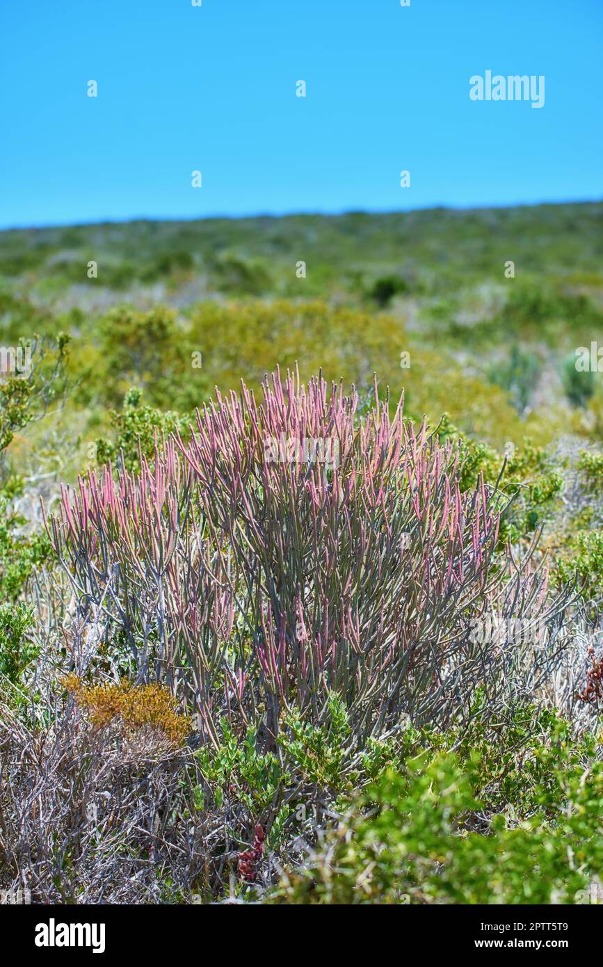 Closeup of Fynbos flowers in Table Mountain National Park, Cape Town