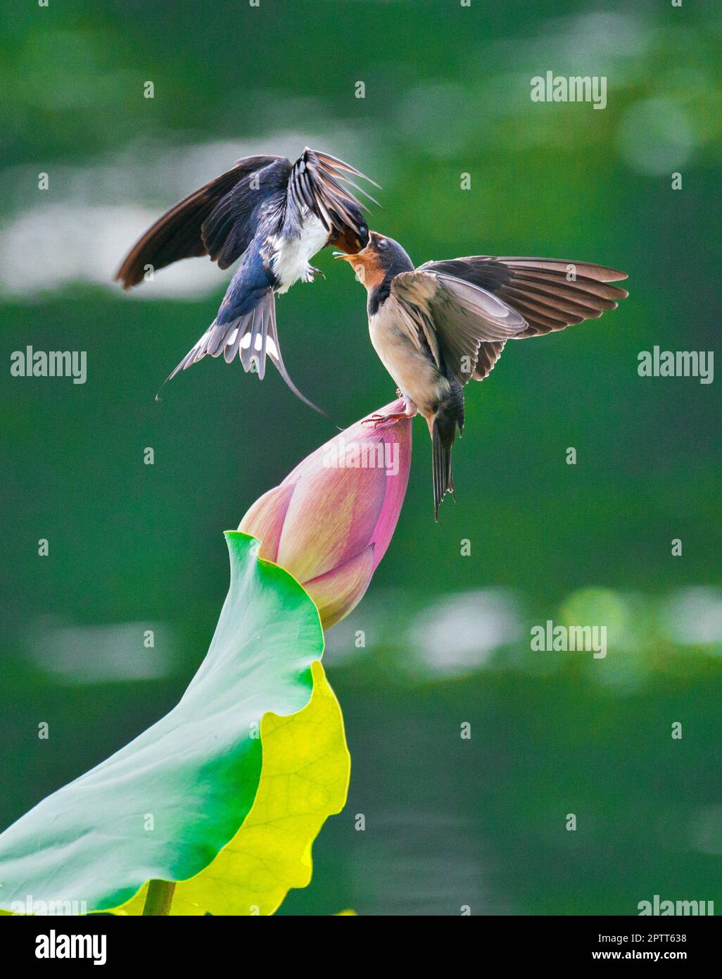 Birds feeding each other, lotus, lotus leaves, moments of birds Stock