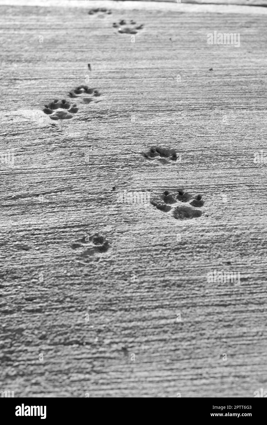Dog paw prints in dry cement. Black and white Stock Photo Alamy