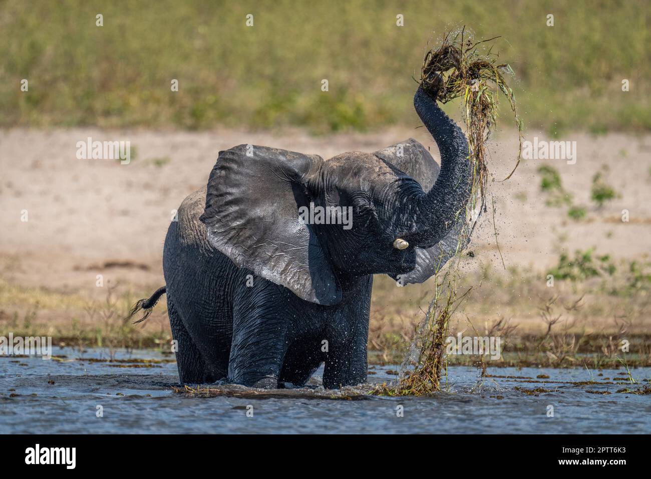 African elephant stands pulling grass from shallows Stock Photo - Alamy