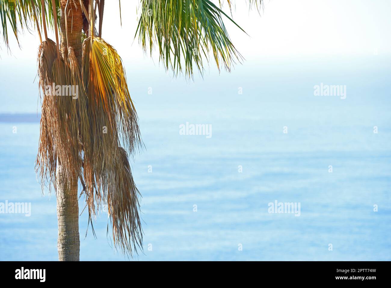 A palm tree with copyspace of a blue ocean and sky in summer. One coconut plant growing in a tropical holiday resort or exotic travel destination. Pea Stock Photo