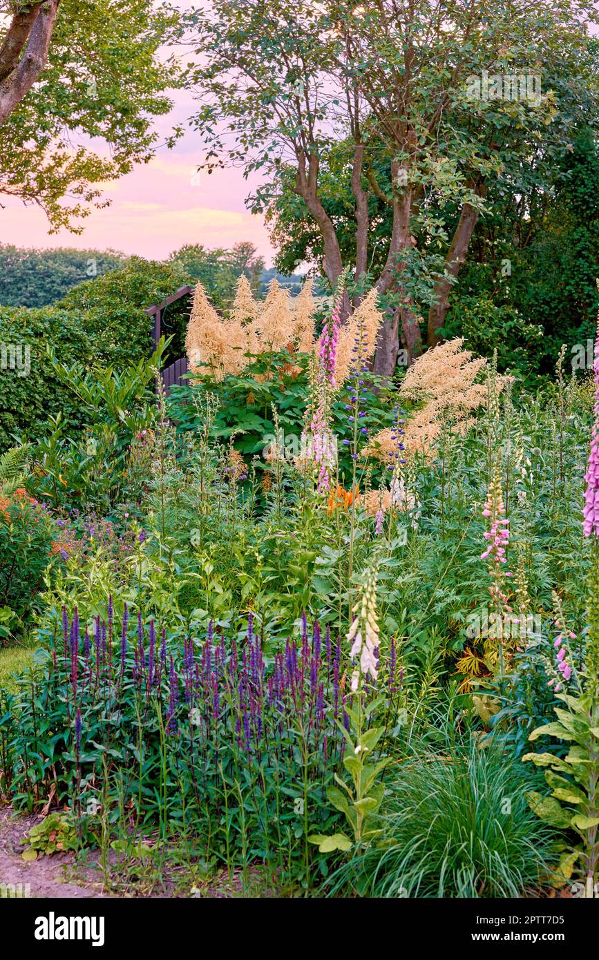 A landscape view of pink foxglove, yellow foxtail lily, orange tecoma, purple Delphinium, vines, and fern under a bright pink sky. A beautiful view of Stock Photo