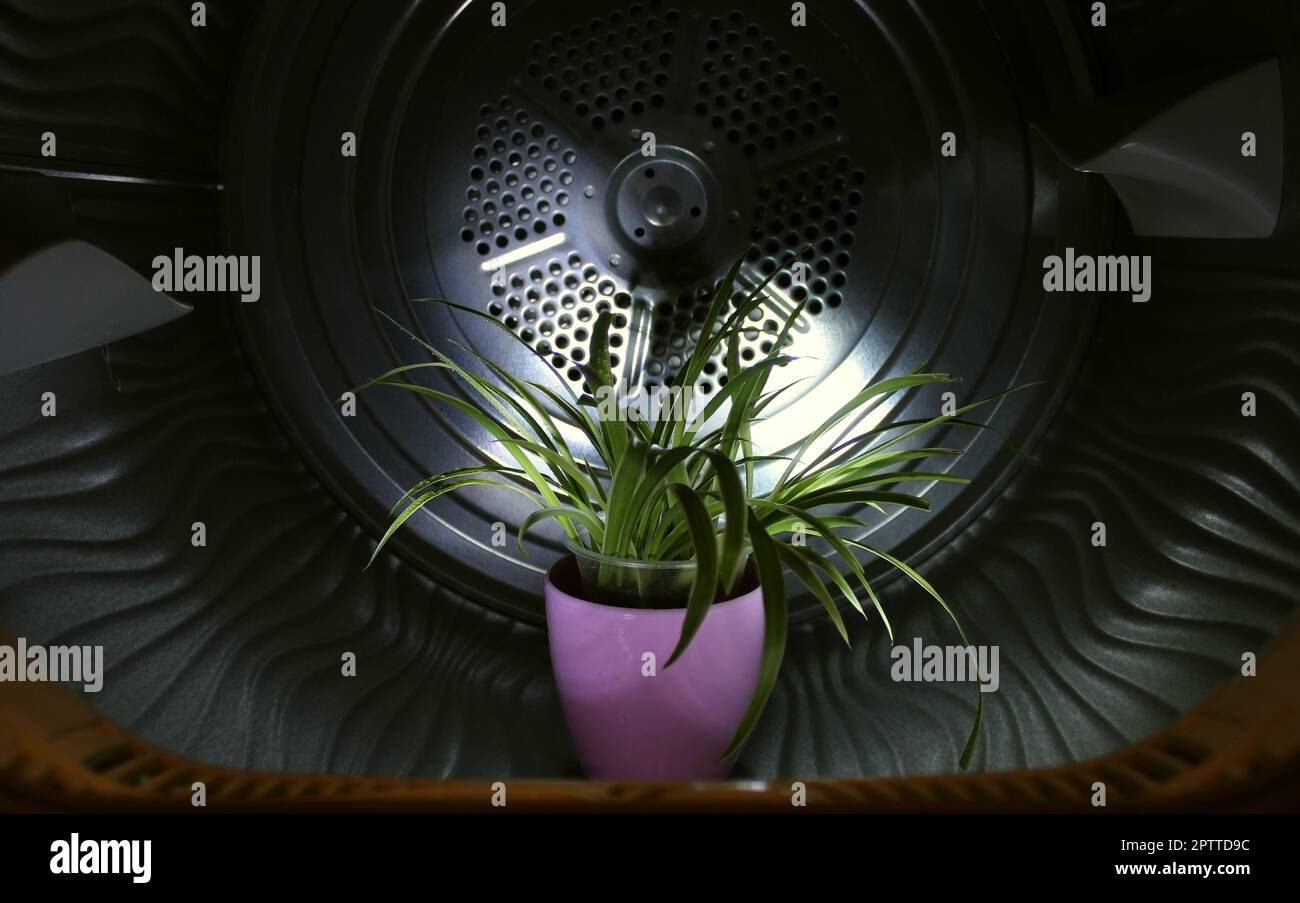 Clean Drum Of Washing Machine With Green Plant Inside Stock Photo Stock Photo