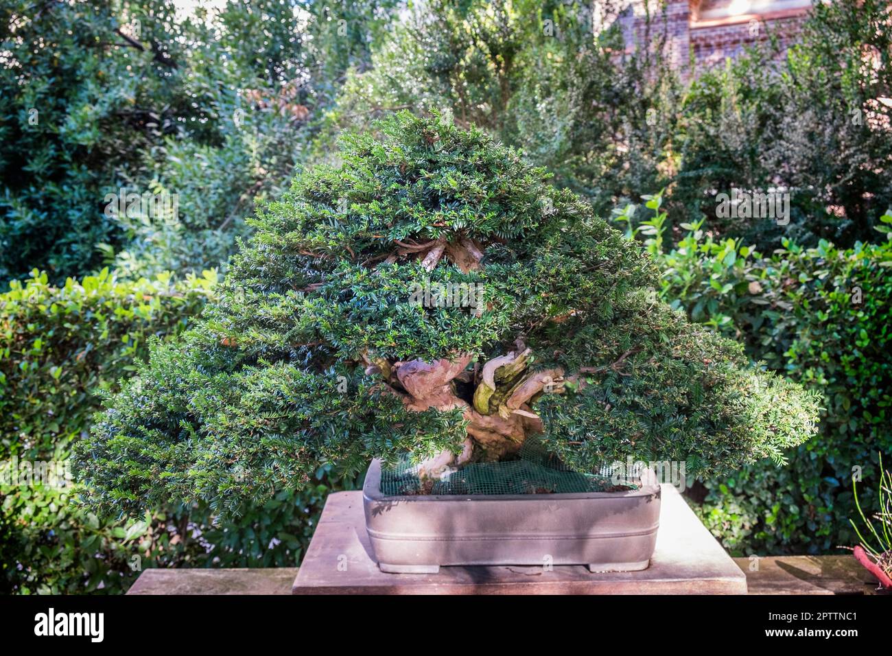 Spain, Madrid, Real Jardn Botnico, Botanical Garden, Bonsai, Taxus  baccata Stock Photo - Alamy