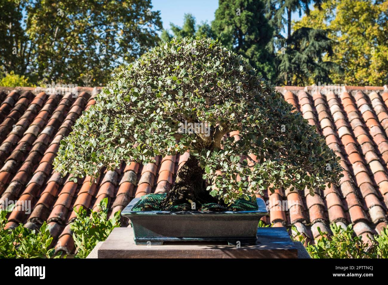 Spain, Madrid, Real Jardn Botnico, Botanical Garden, Bonsai, Quercus ilex  Stock Photo - Alamy