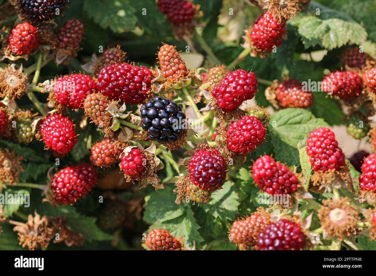 Cultivated ripe and unripe black and red blackberry, Rubus, fruits in close up, on the bush with a background of blurred leaves. Stock Photo