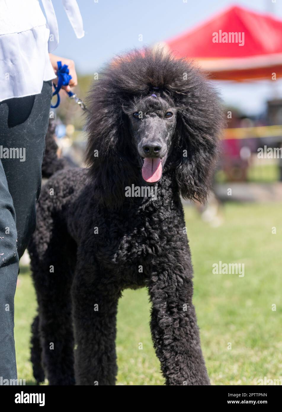 Crazy Poodle
