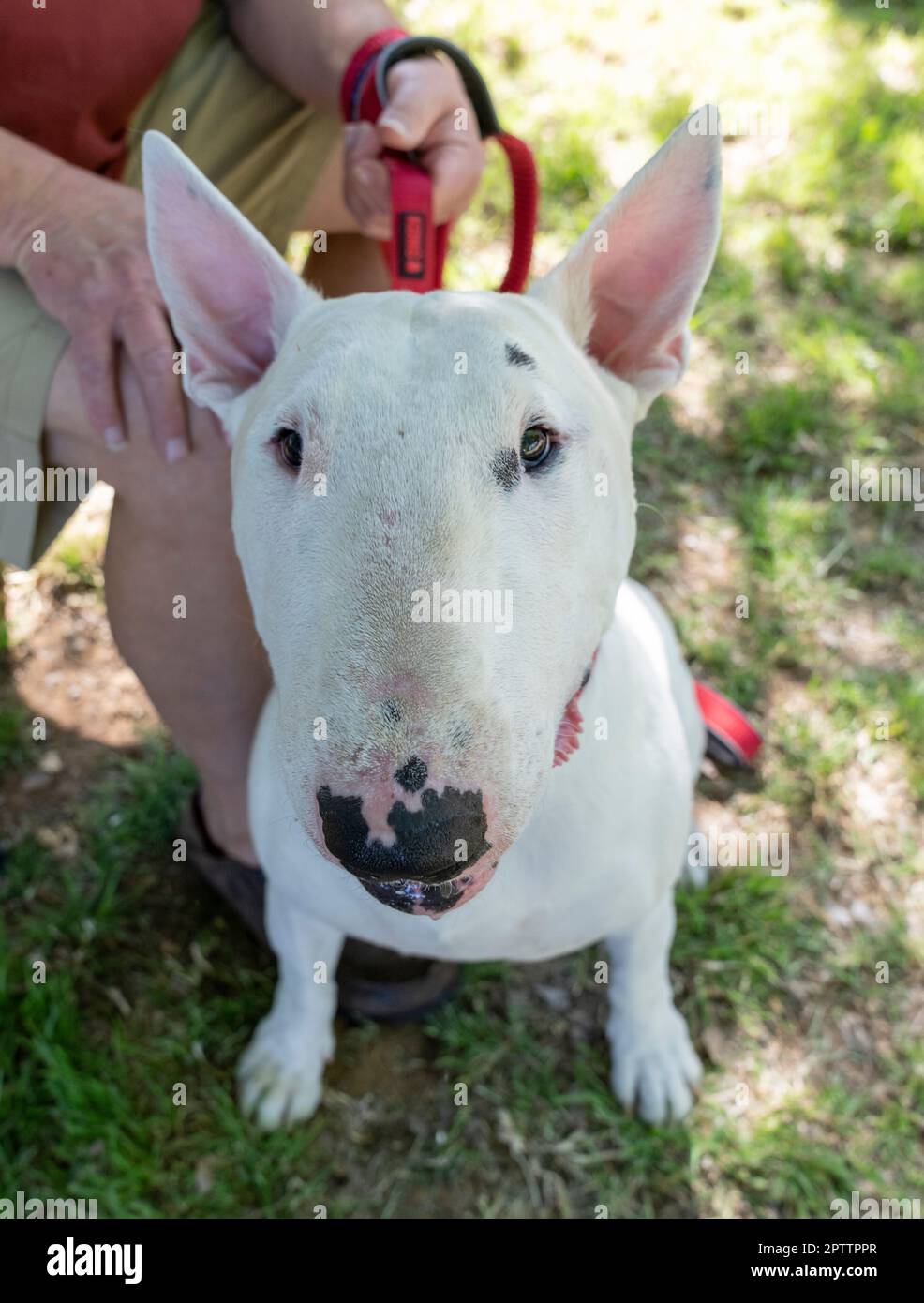 White bull terrier photo taken from the top and close Stock Photo