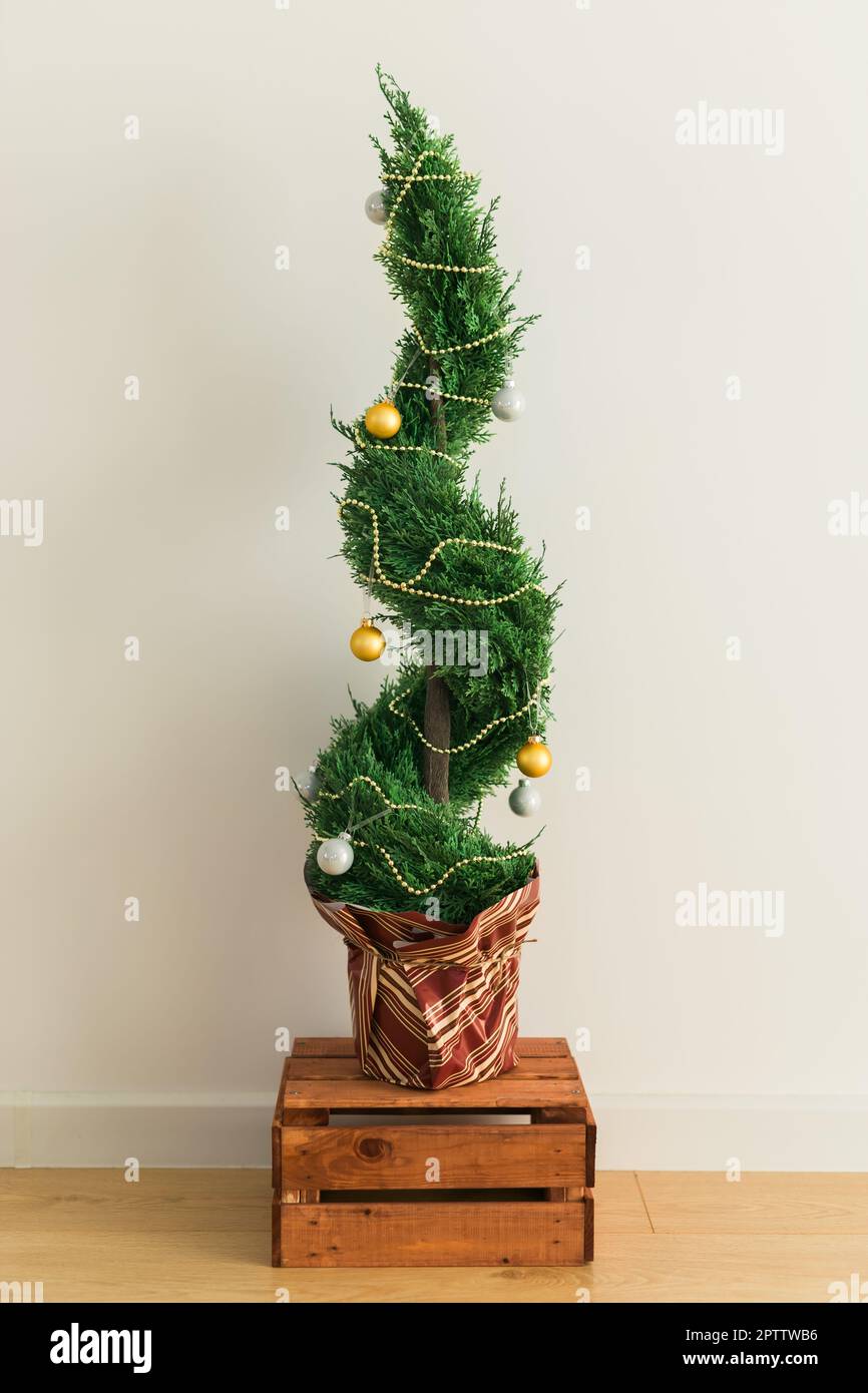 Indoor cypress or thuja in pot is decorating balls like Christmas tree. Alternative trees for christmas Stock Photo