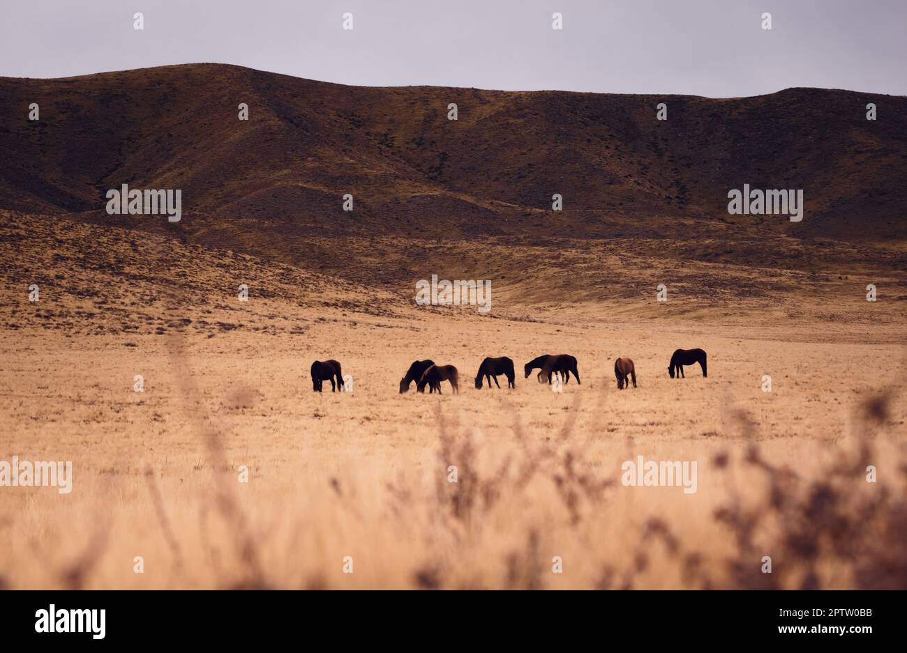 Horses grazing in a dry grassland in Valle de Uco, Mendoza, Argentina, in a dark cloudy day. Stock Photo