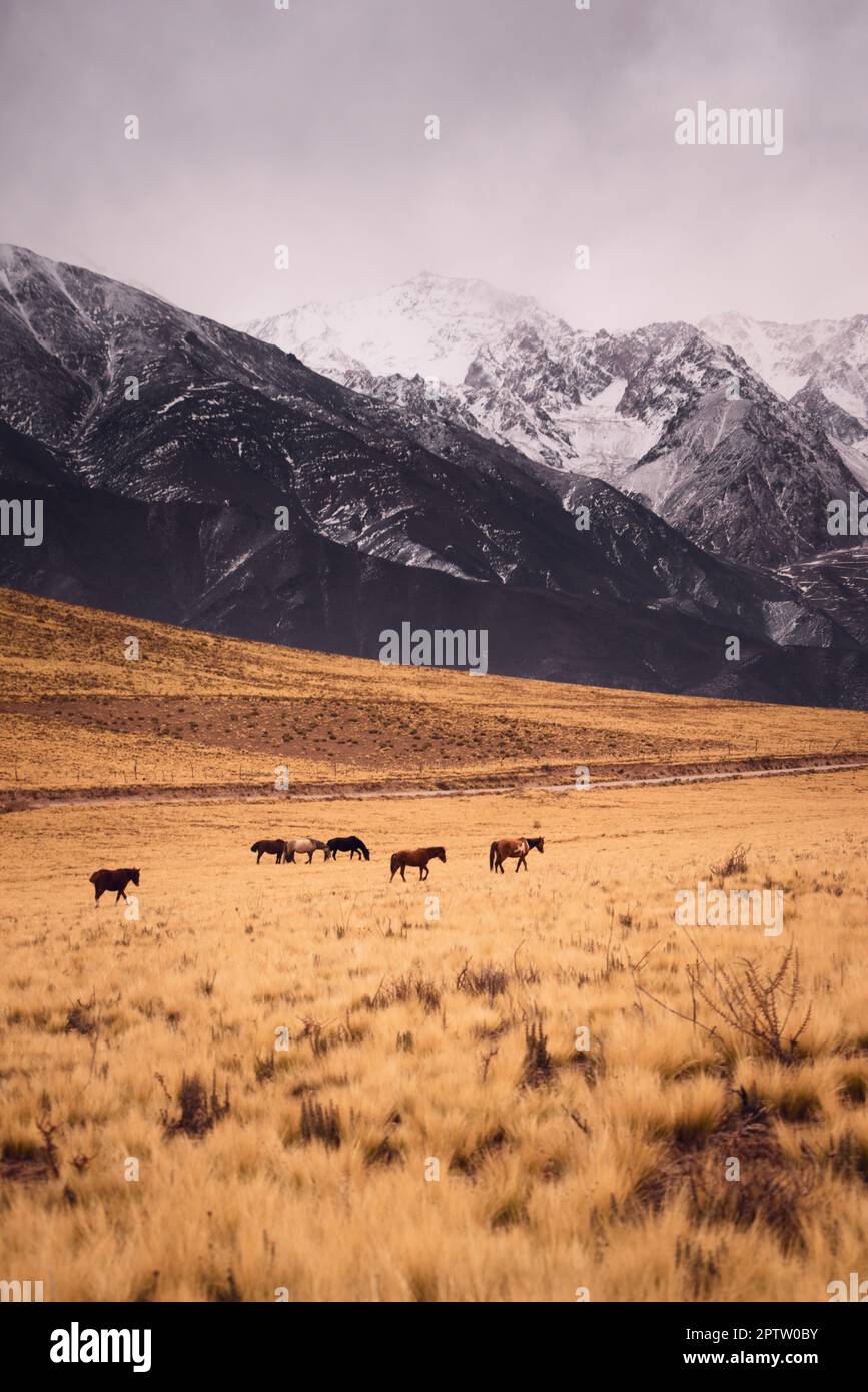 Horses grazing in a dry grassland by the snowy Andes mountains in Valle de Uco, Mendoza, Argentina, in a dark cloudy day. Stock Photo