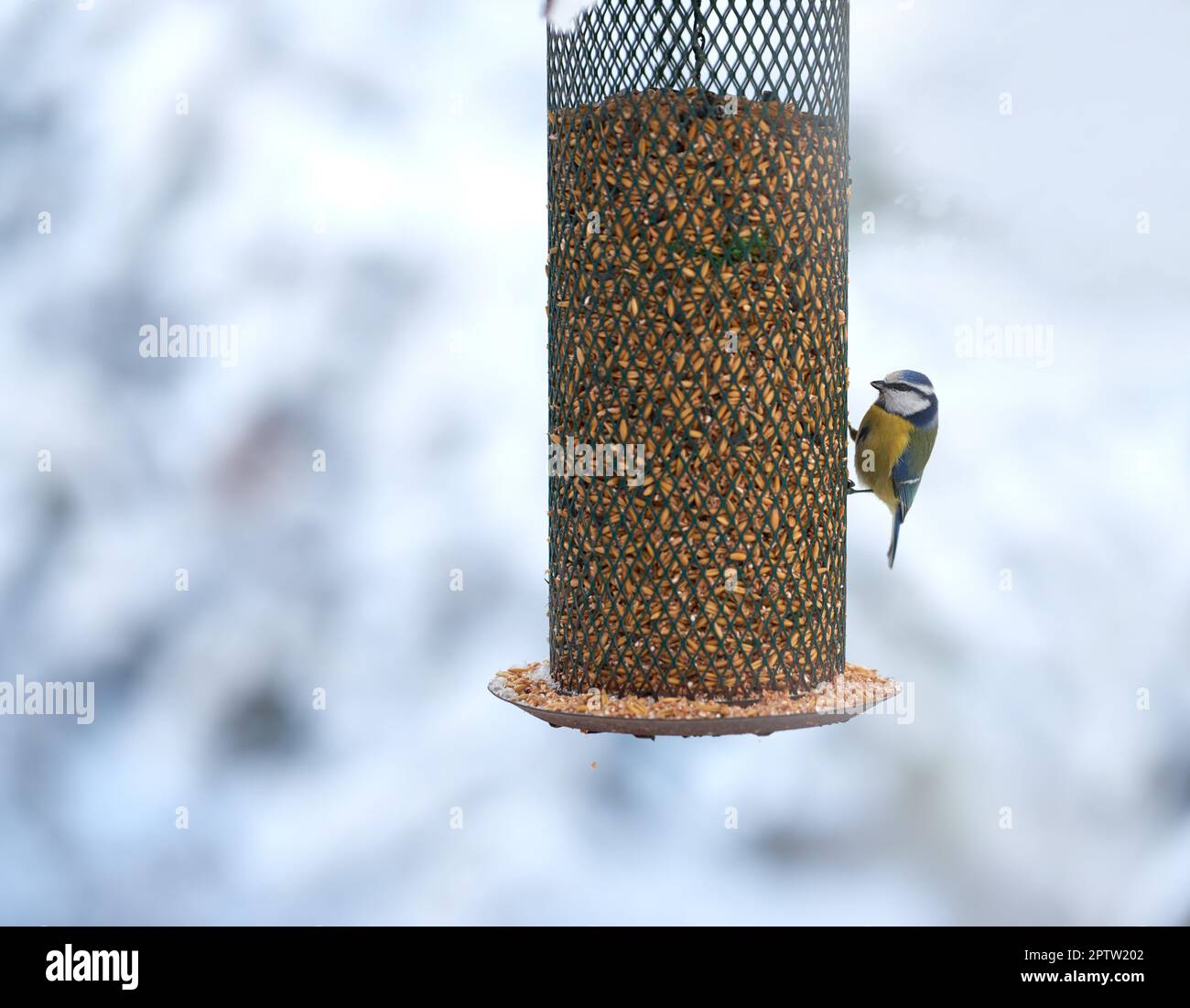 The great tit (Parus major) is a passerine bird in the tit family Paridae.  It is a widespread and common species throughout Europe, the Middle East, C  Stock Photo - Alamy