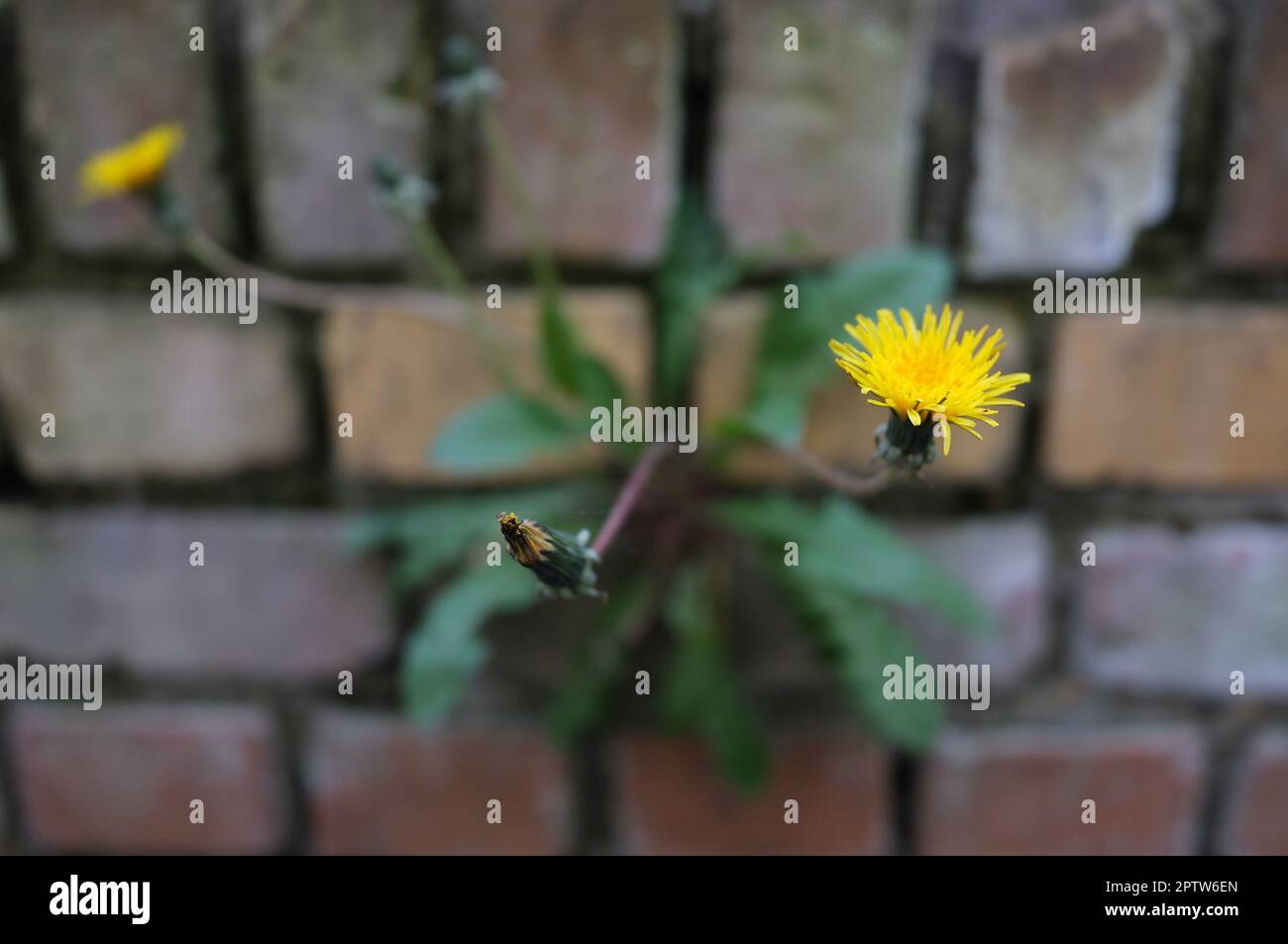 Leipzig, Germany. 27th Apr, 2023. A flower blooms on a wall. In central