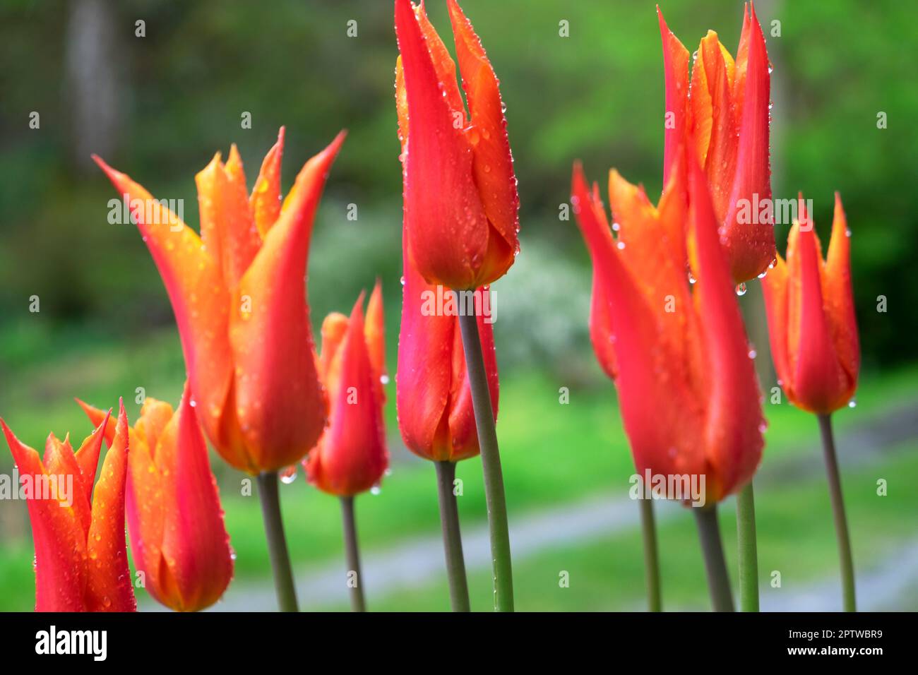 Closeup of orange and yellow tulips growing in a pot in bloom in April spring bulb flowers