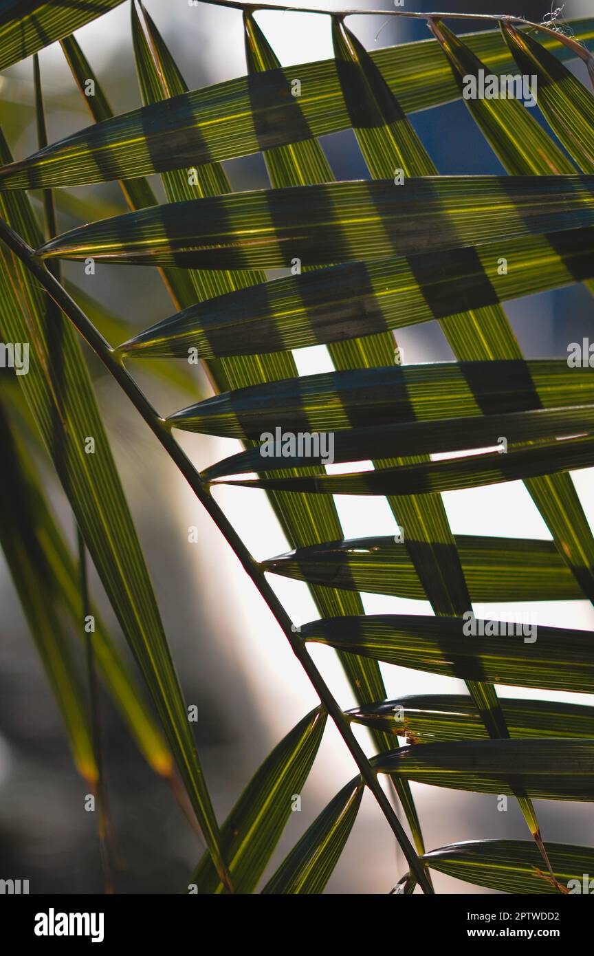Tropical leaves abstract form, green leaves in the sunshine, geometric ...