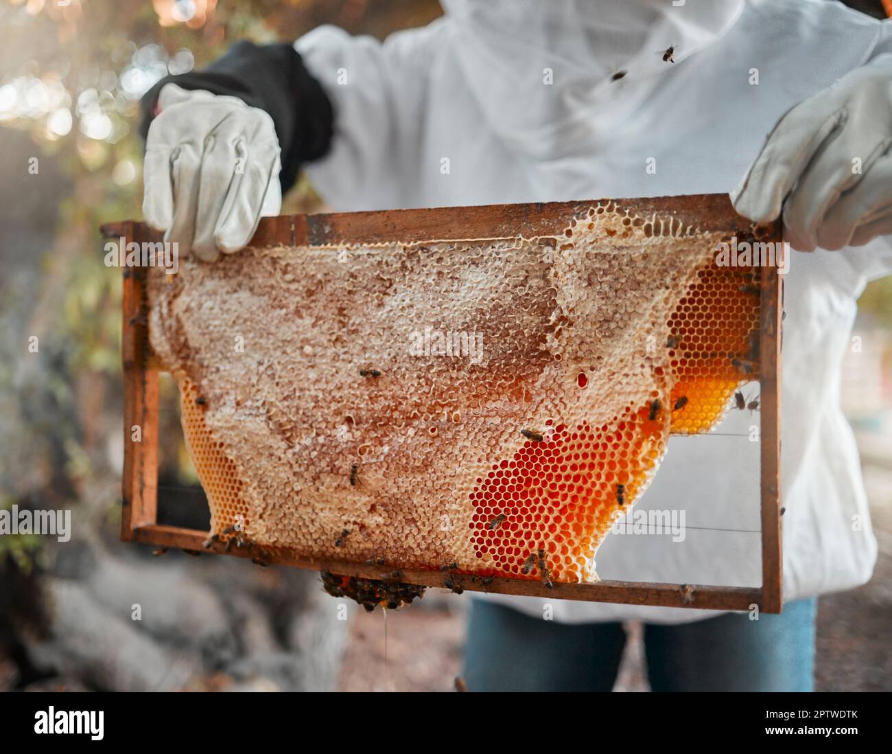 Honey, bees and beekeeper hands with on production farm