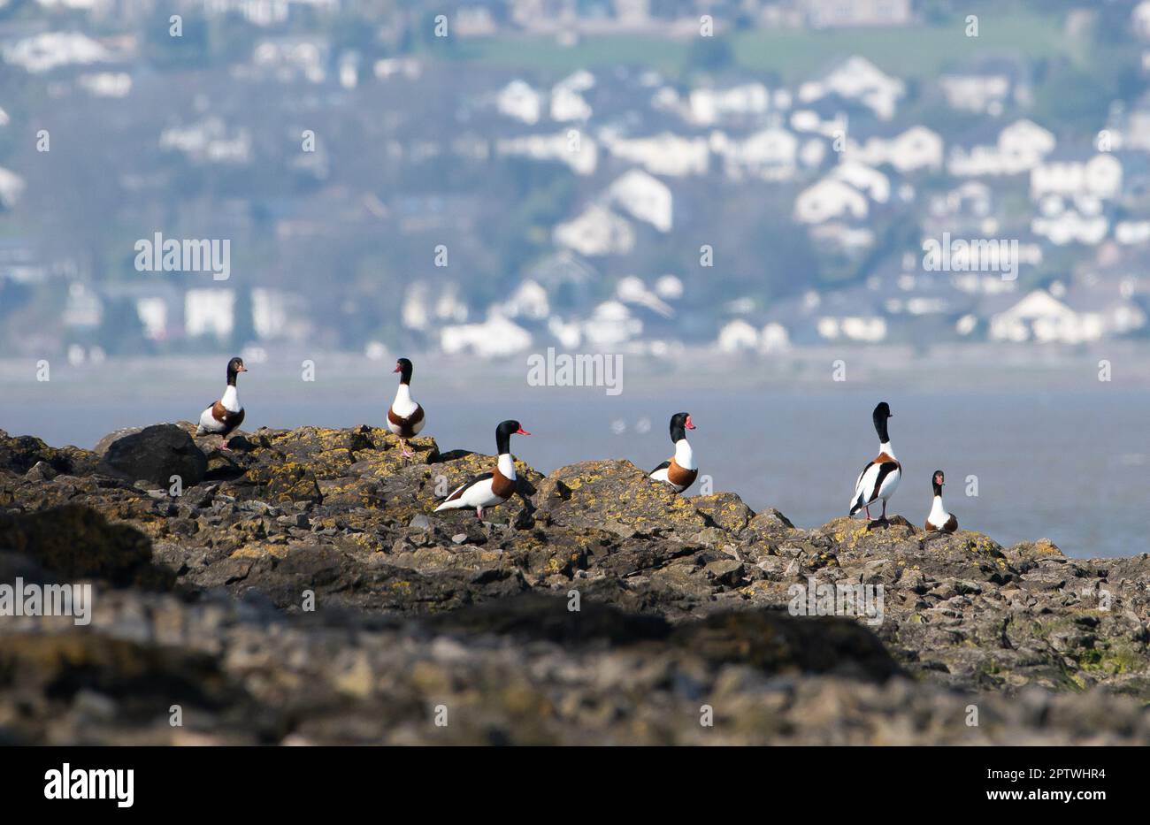 Shelducks, Arnside, Milnthorpe, Cumbria, UK Stock Photo - Alamy