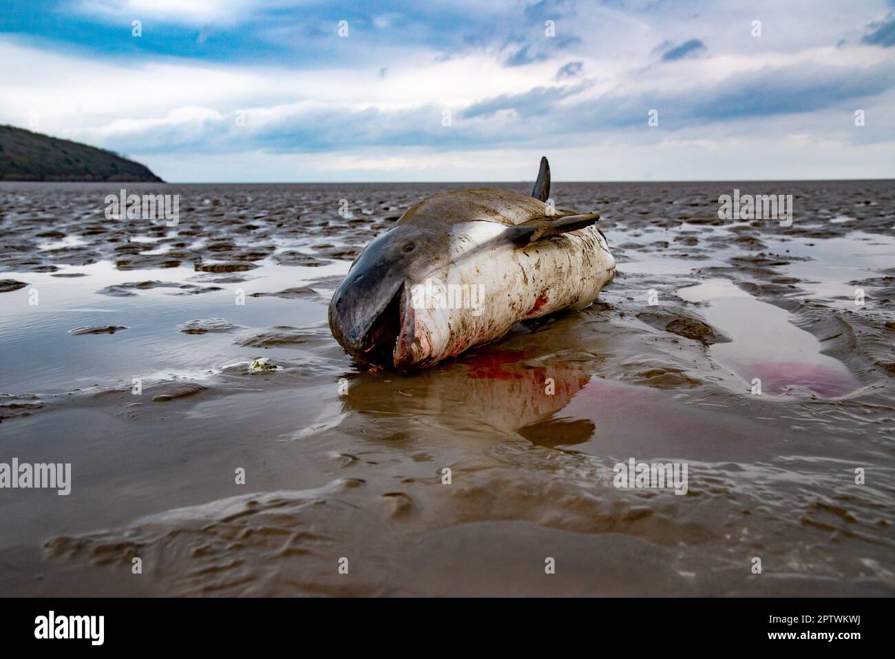 A harbour porpoise washed up at New Barns Bay,  Arnside, Milnthorpe, Cumbria, UK Stock Photo