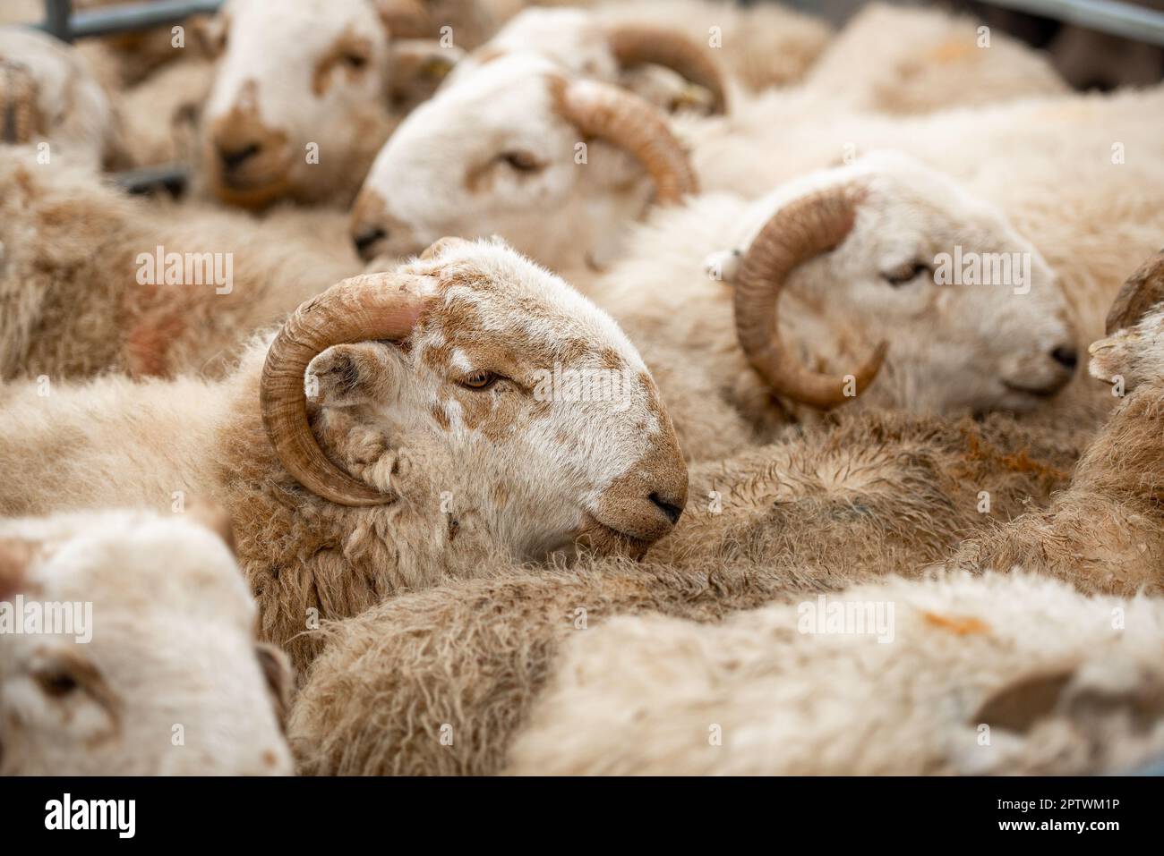 Close-up of Welsh Mountain lambs, Market Drayton, Shropshire. Stock Photo