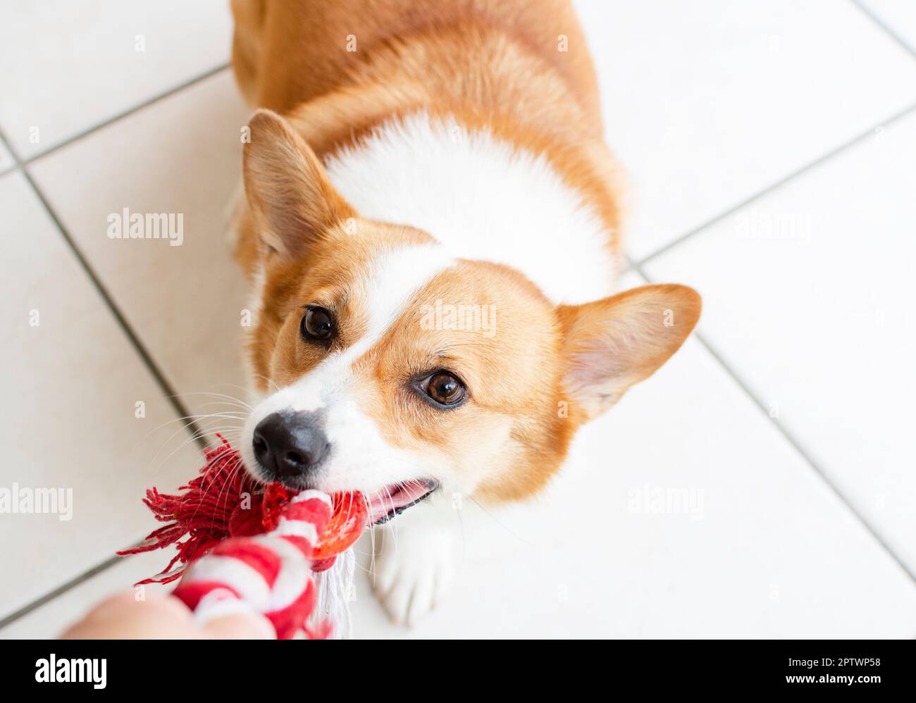 Funny Welsh Pembroke Corgi playing tug of war with owner. Cute dog playing with the toy. Playing with dog Stock Photo