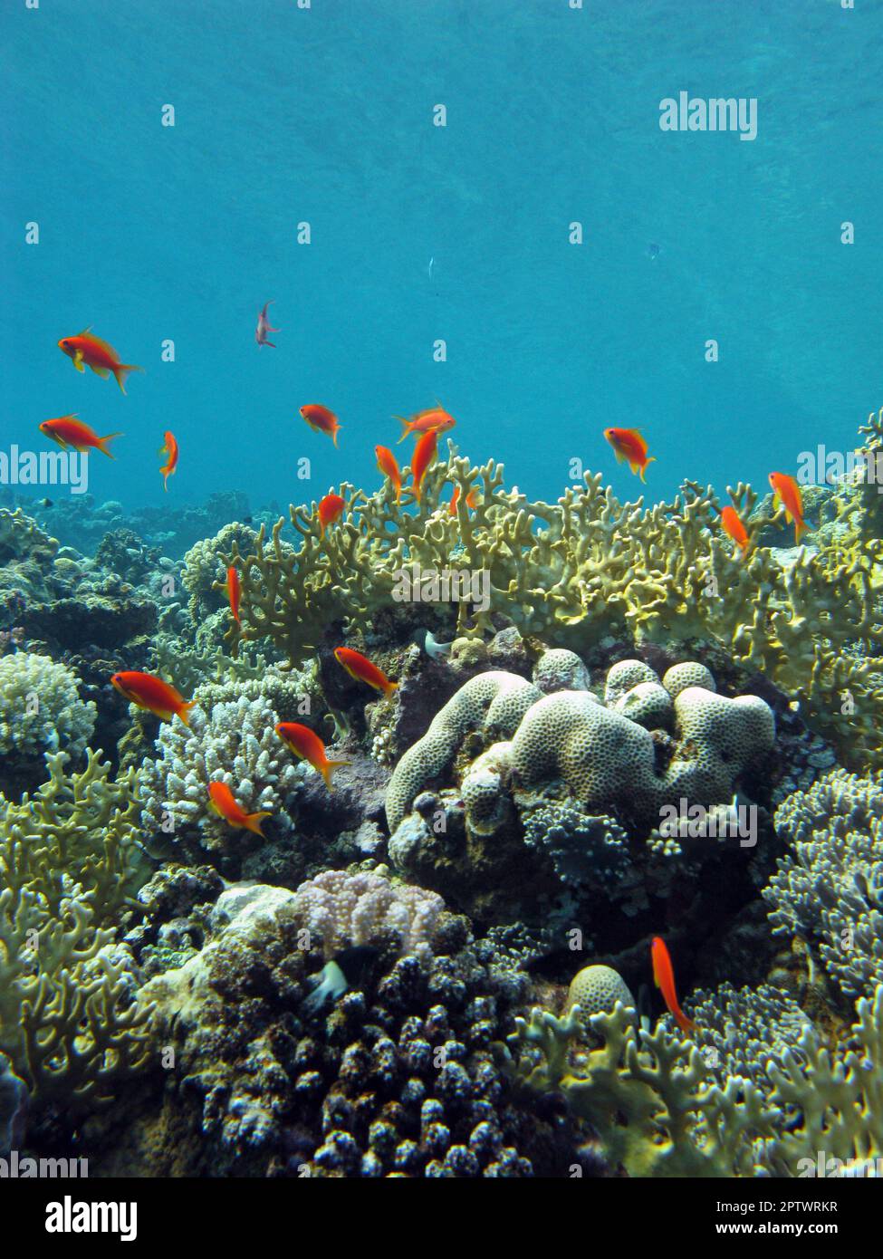 coral reef with fire corals and exotic fishes anthias at the bottom of tropical sea on blue water background Stock Photo