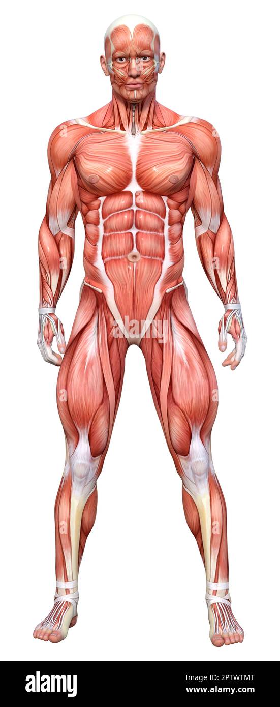 3D rendering of a male figure with muscle maps isolated on white ...
