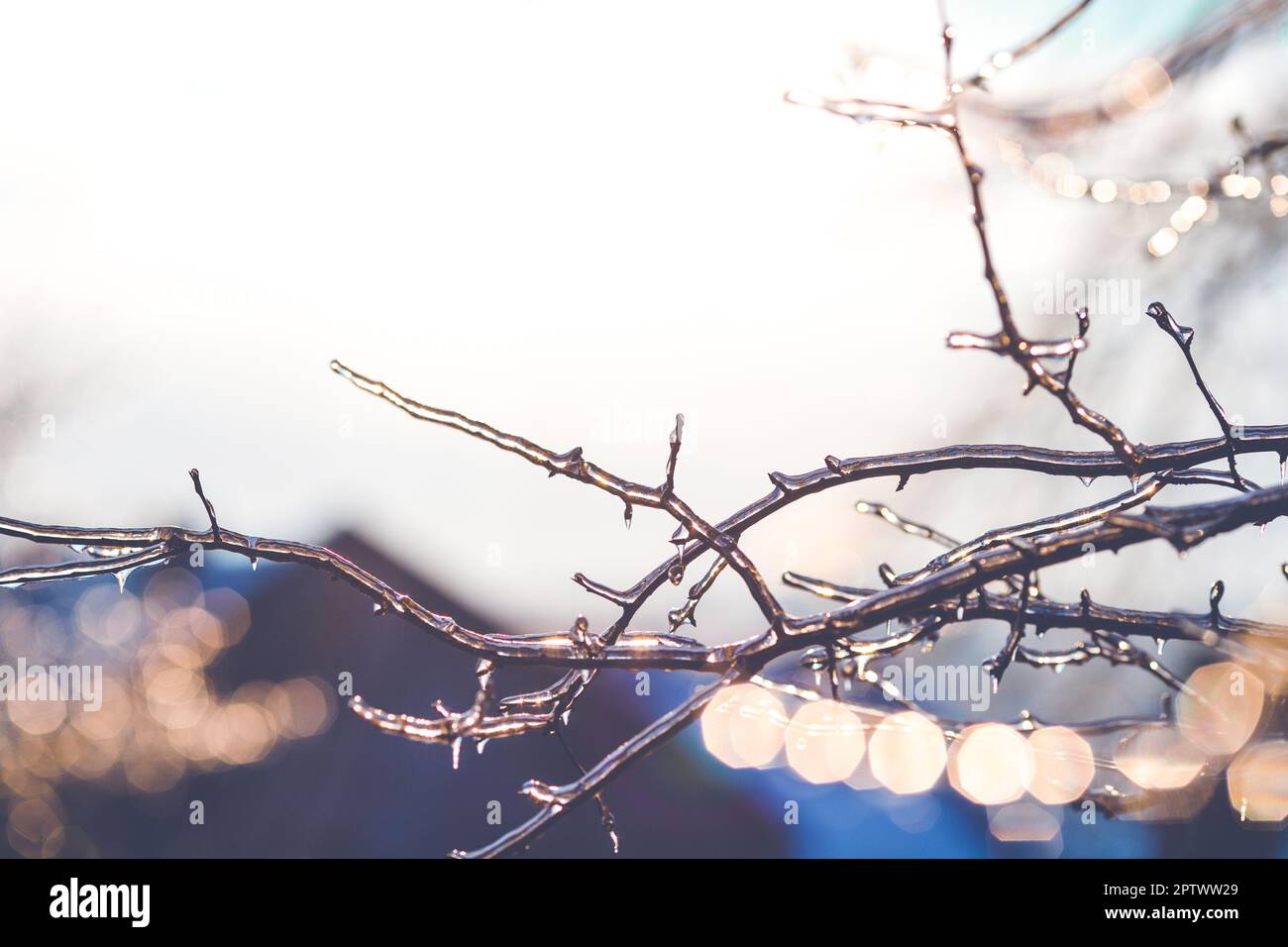 Beautiful winter photo with branches covered with ice Stock Photo - Alamy