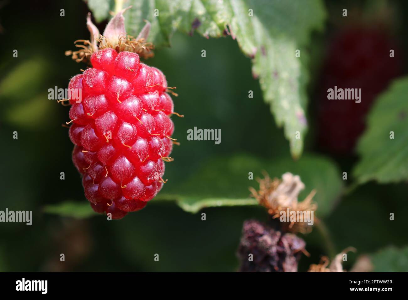 Cultivated ripe red tummelberry, Rubus hybrid, fruit in close up, on the bush with a background of blurred leaves. Stock Photo