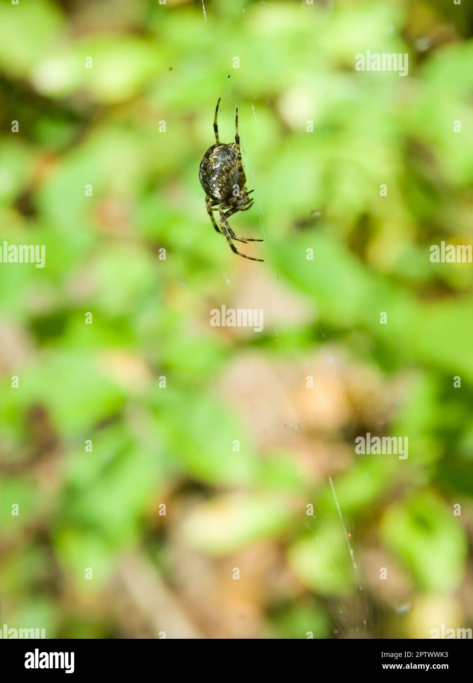 Garden spider (Araneus diadematus) in its web Stock Photo - Alamy