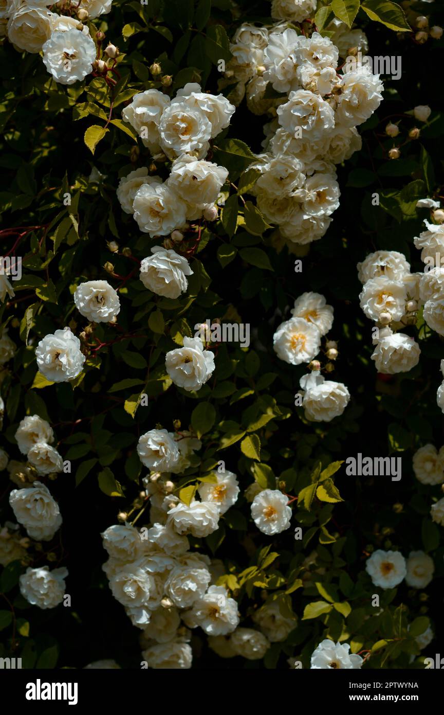 Rose bush, white rose bush, rose heads, green leaves, in the garden moody flower photo Stock