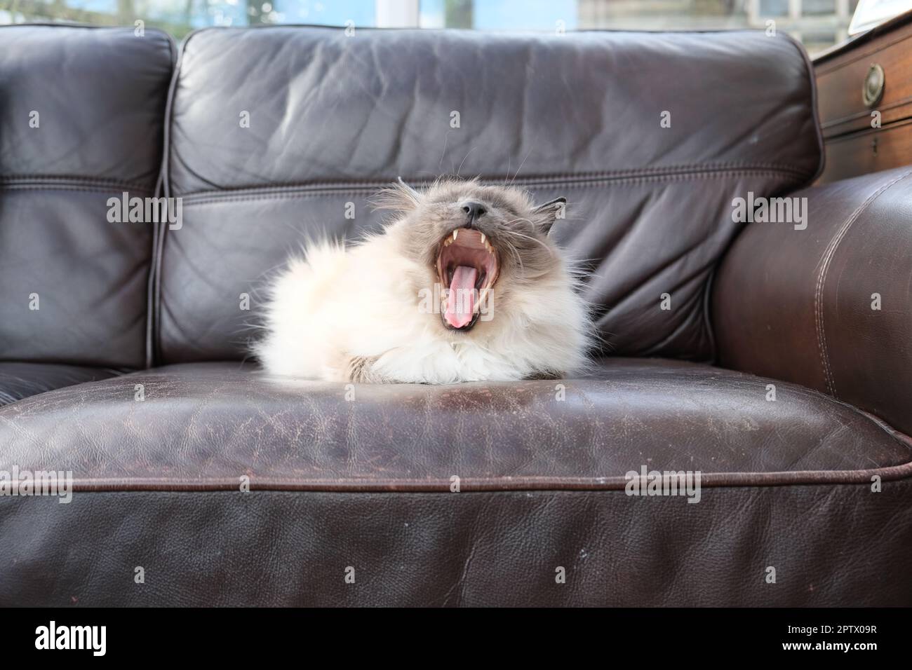 Birman cat yawning Stock Photo
