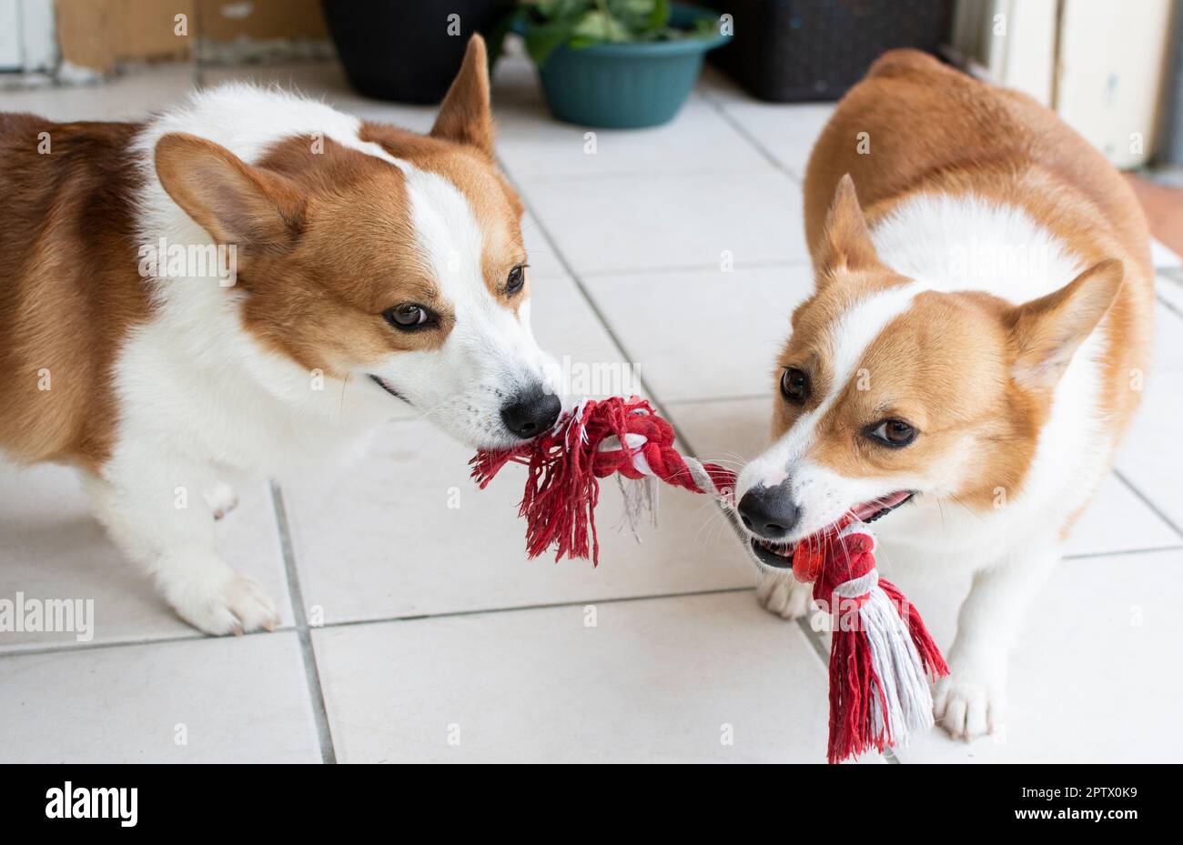 two welsh Pembroke Corgies play tug of war. Playing dogs. Stock Photo