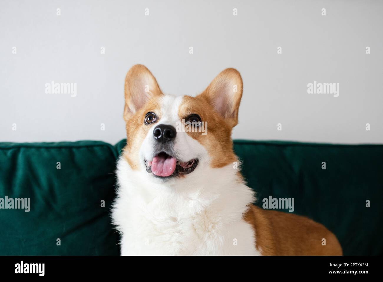 Portrait of a gorgeous purebred Welsh Pembroke Corgi dog on the green couch Stock Photo