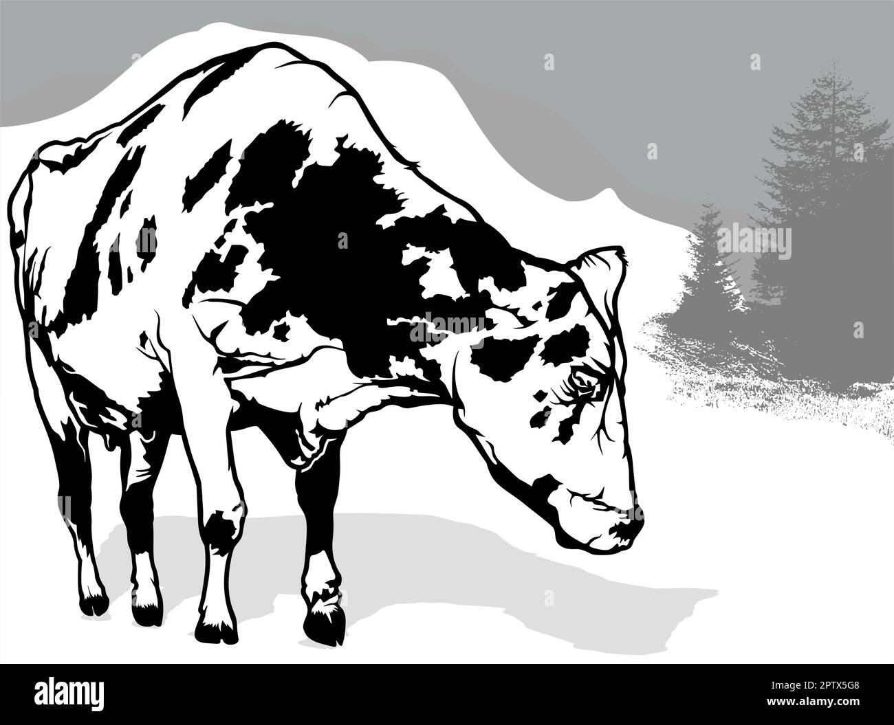 Drawing of Spotted Dairy Cow from Front View Stock Vector Image & Art