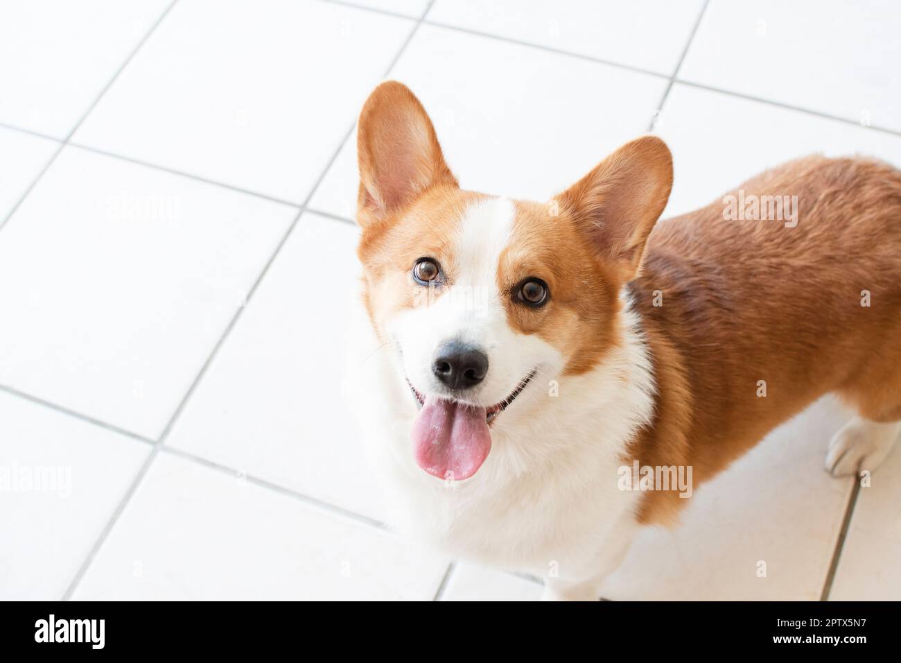 Portrait of Pembroke Welsh Corgi. Portrait of the dog looking at the ...