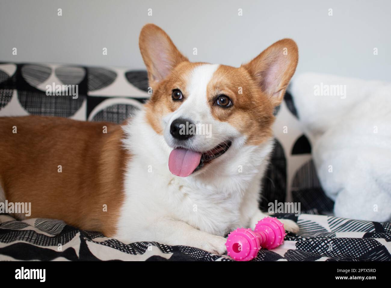 Portrait of Pembroke Welsh Corgi. Portrait of the dog looking at the camera Stock Photo