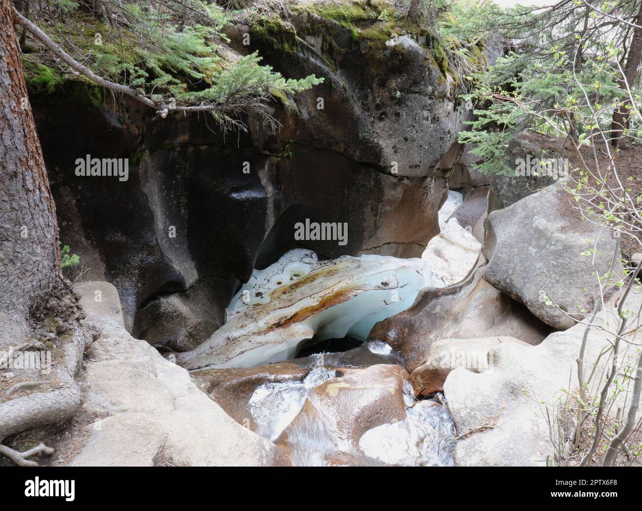 Grottos Trail near Independence Pass - Aspen Trail Finder