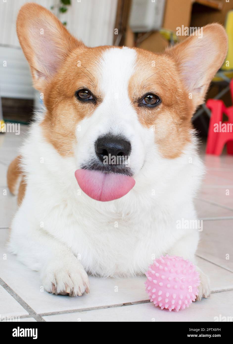 Portrait of a funny Welsh Pembroke Corgi sticking tongue out looking at camera. Dog with a toy Stock Photo