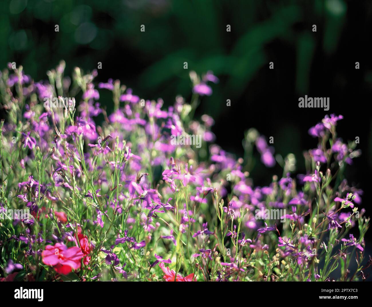 England. Somerset. Garden. Delicate, long-stemmed, purple flowers. (Lobelia Erinus). Stock Photo