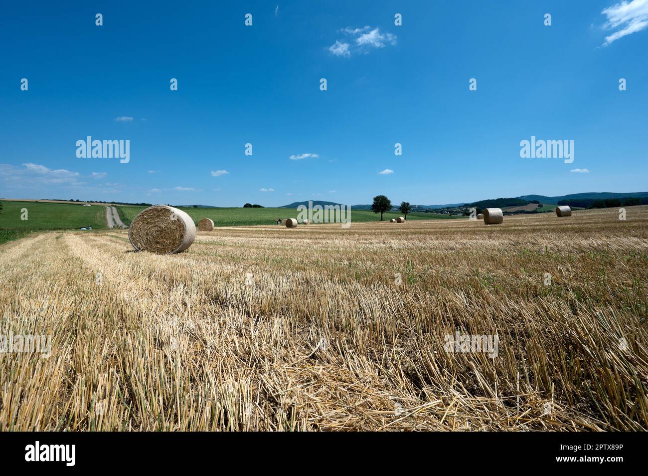 Straw bales on the stubble field Stock Photo - Alamy