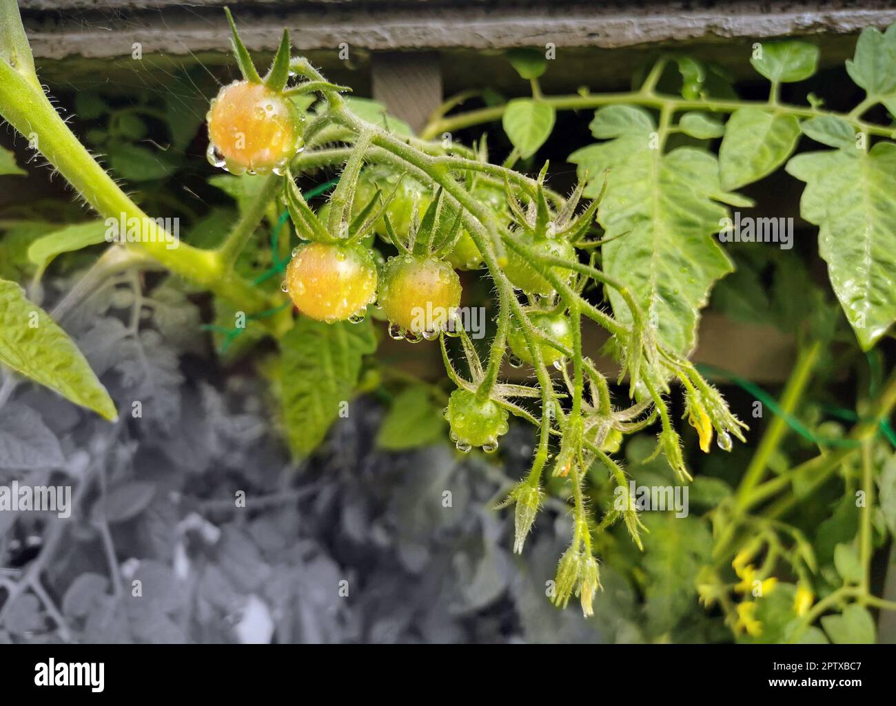 Tomaten, leckere Früchte aber leider noch nicht Reif Stock Photo